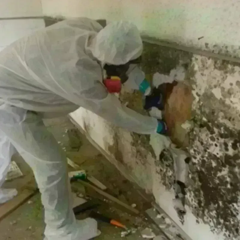 Mold Remediation and Removal in Dryden, NY